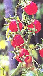 Tomates cerises